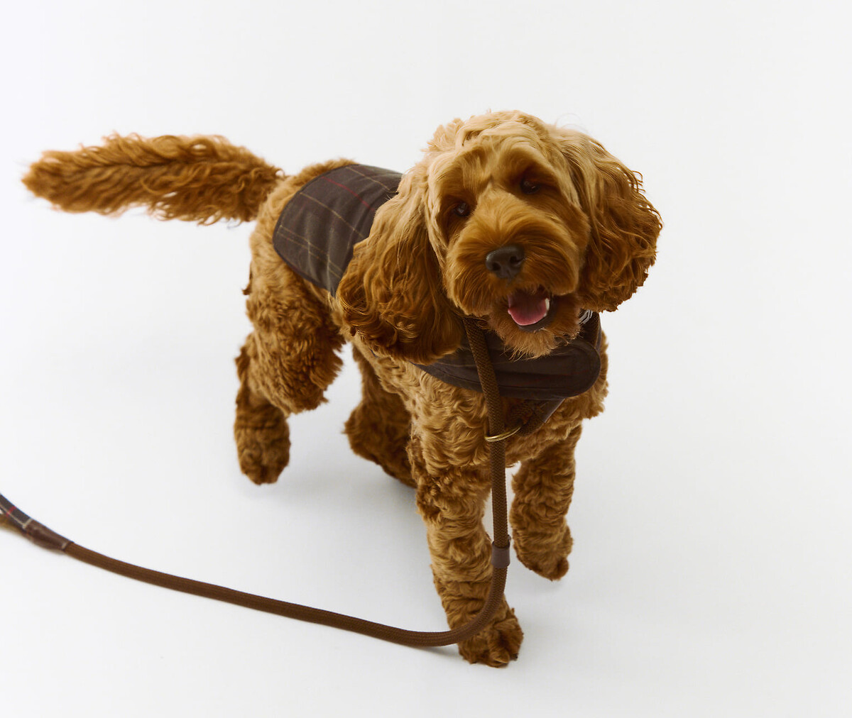 Puppy love: Accessories for our four-legged friends