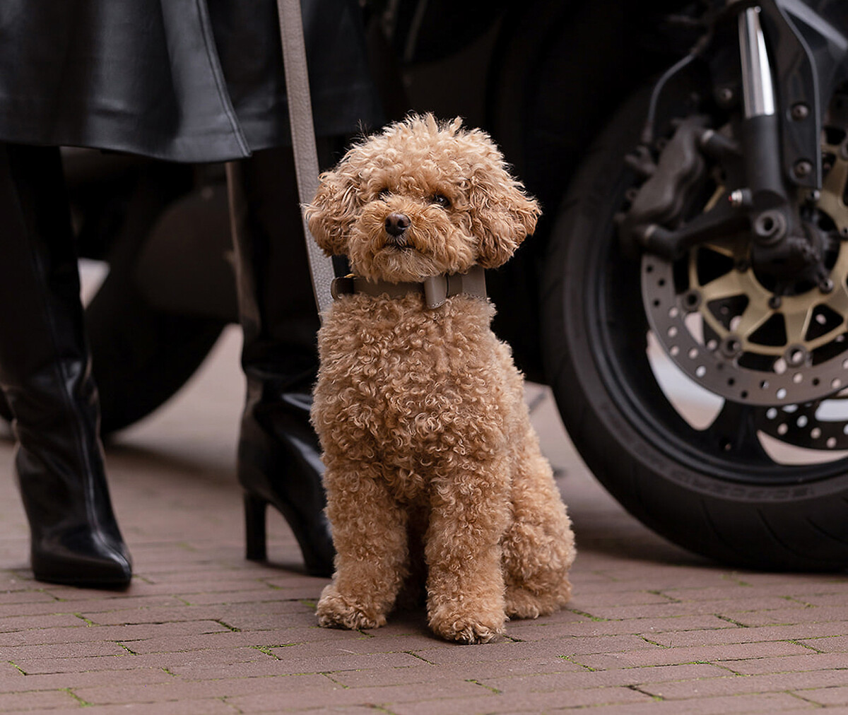 Perro Collection: essentials for four-legged friends