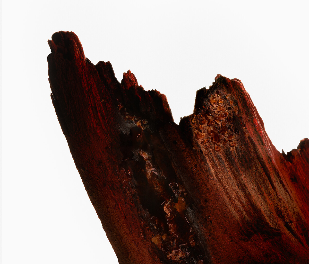 EX_NIHILO_cedarwood_02